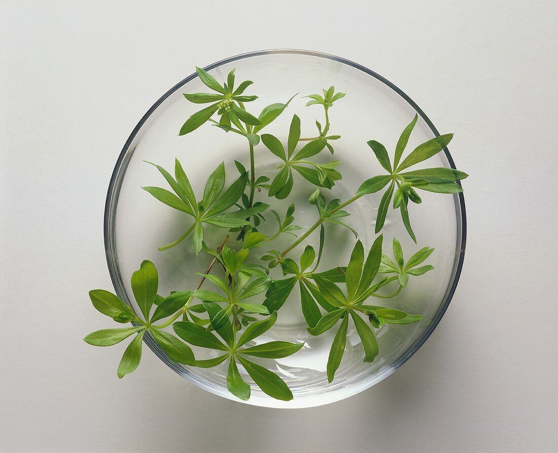 Woodruff in a glass bowl with water