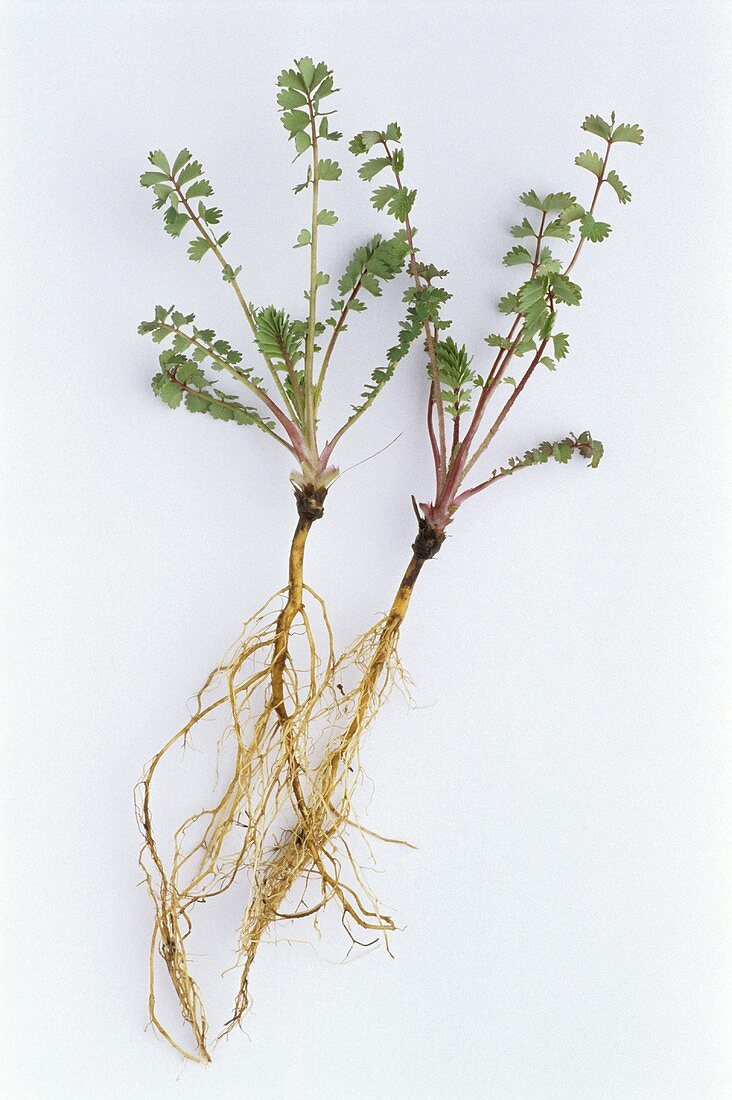 Greater burnet saxifrage (Pimpinella major) plant with root