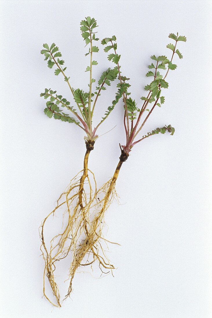 Pimpinelle (sanguisorba minor), Pflanze mit Wurzelstock