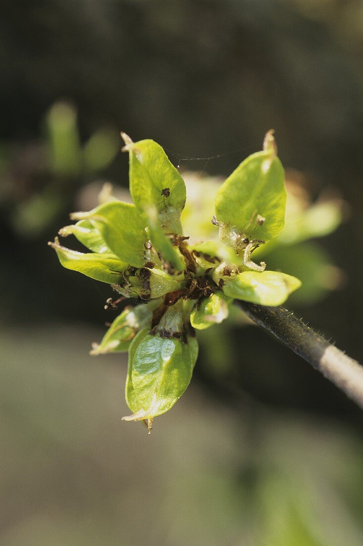 Ein Zweig mit Ulmenblüten (Ulmus procera)