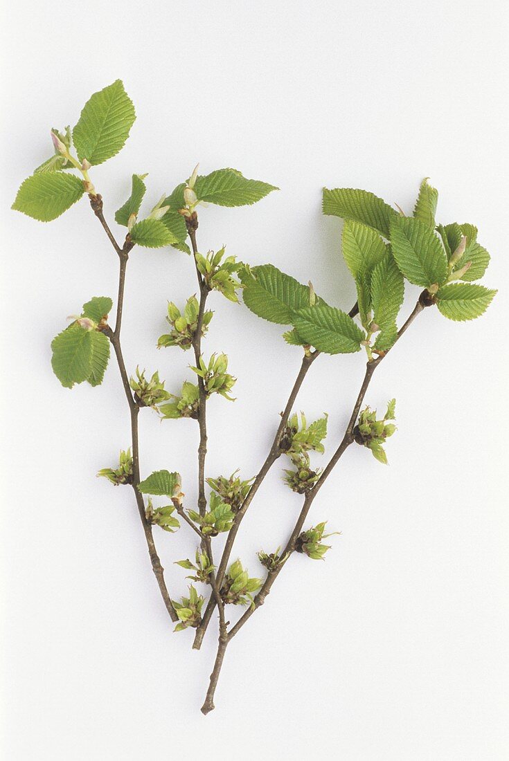 Zweige der Ulme (Ulmus procera) mit Blüten & Blättern