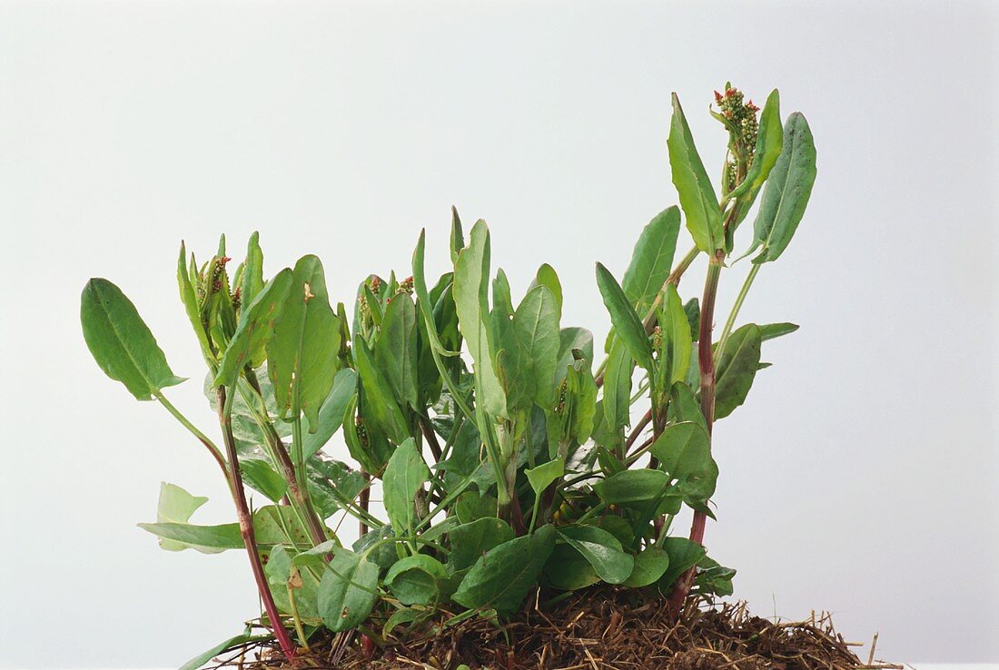 Sauerampfer, Pflanze mit Wurzelballen
