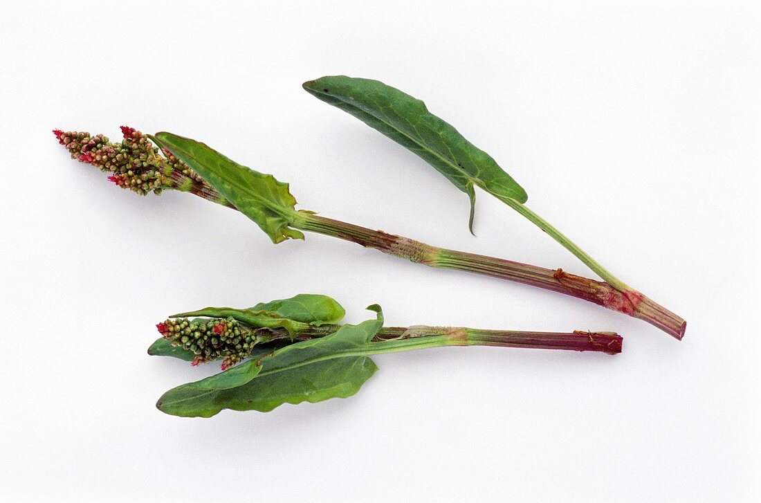 Sorrel: two stalks with flowers and leaves