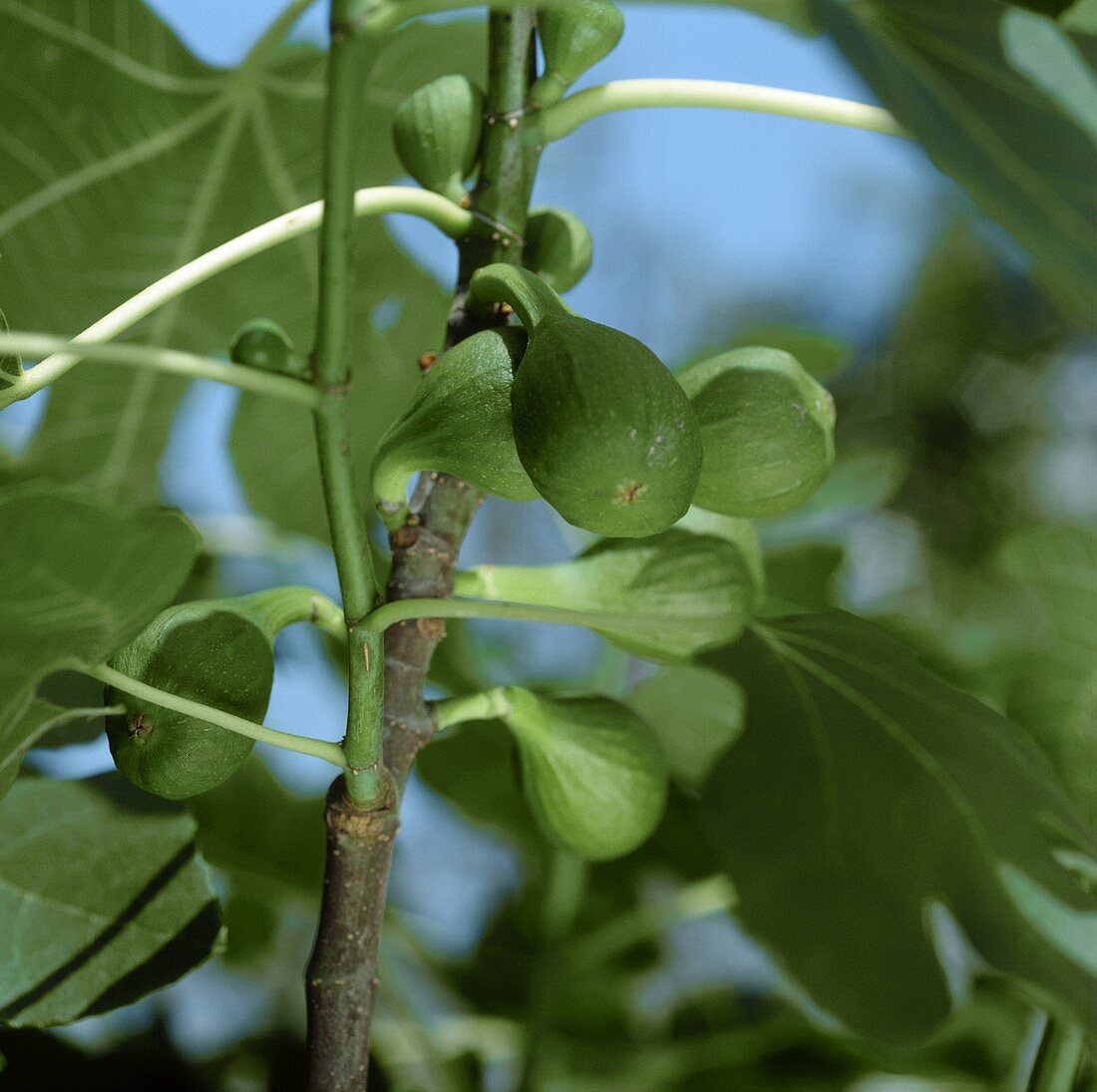 Grüne Feigen am Baum