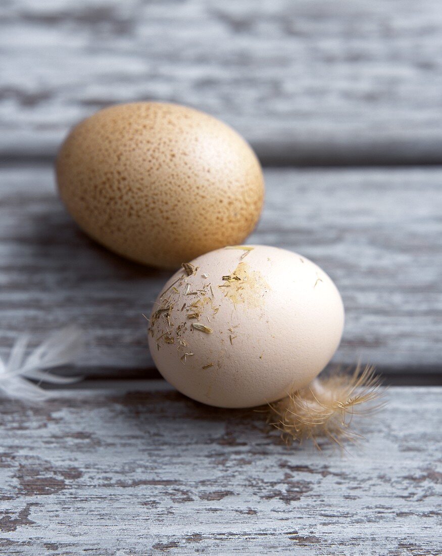 Frische Eier mit Feder