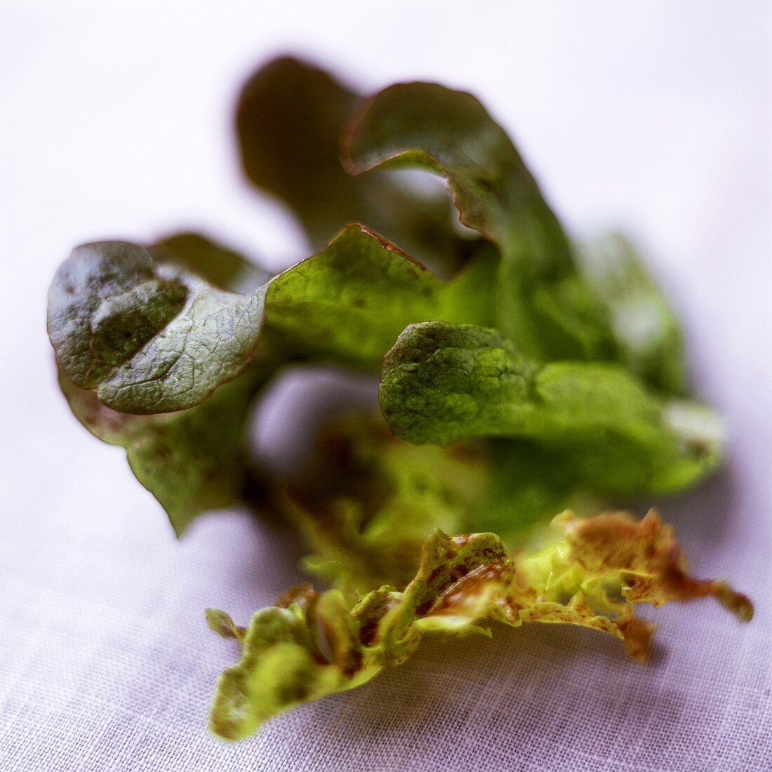Oak-leaf lettuce
