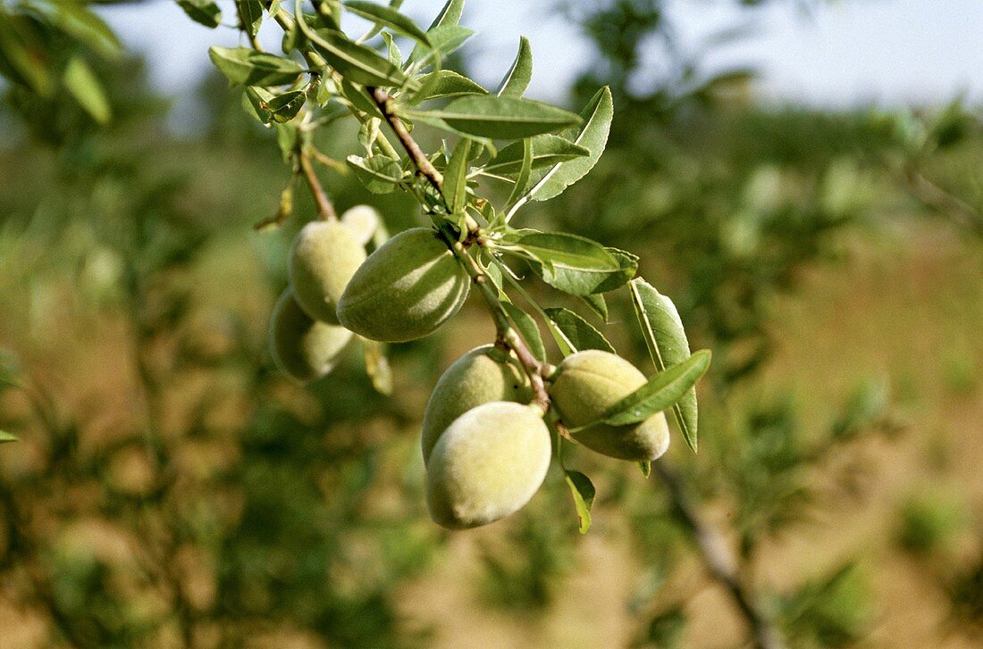 Branch with almonds (outdoors)