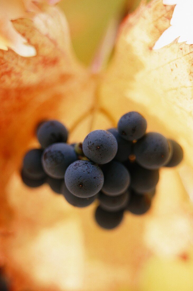 Syrah-Trauben vor bunt gesprenkeltem, herbstlichem Blatt