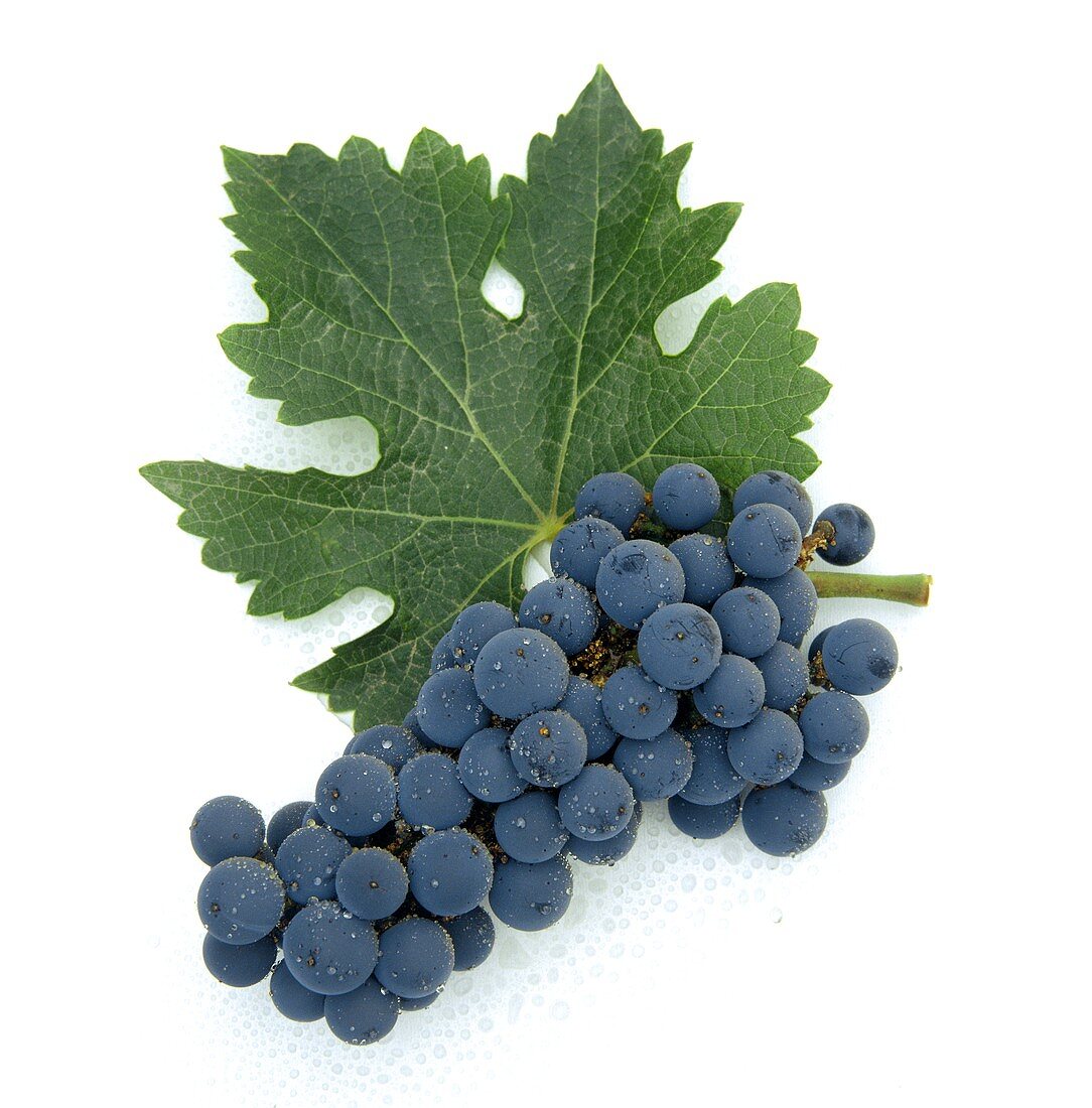 Cabernet-Sauvignon-Traube mit Weinblatt