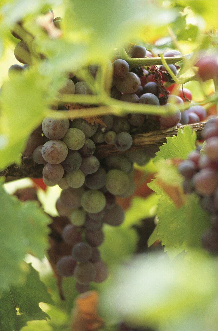 Red wine grapes in Hunter Valley, New South Wales, Australia