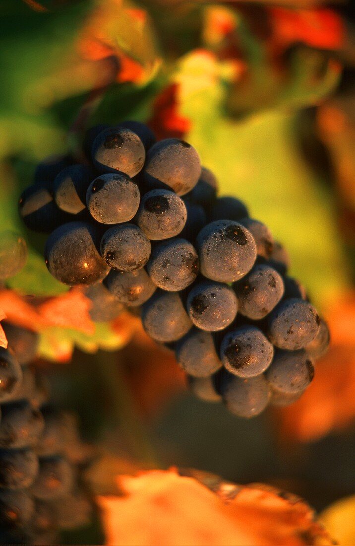 Pinot Noir-Weintrauben an der Rebe, Romanee Conti, Burgund