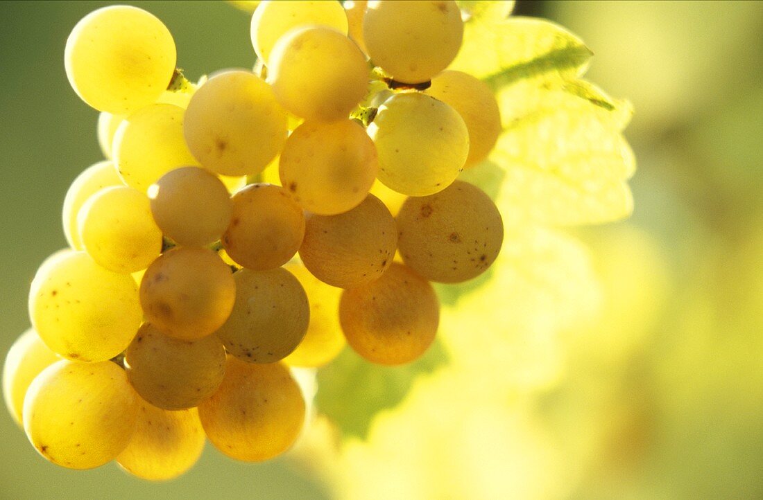Gewurztraminer Grapes in Alsace
