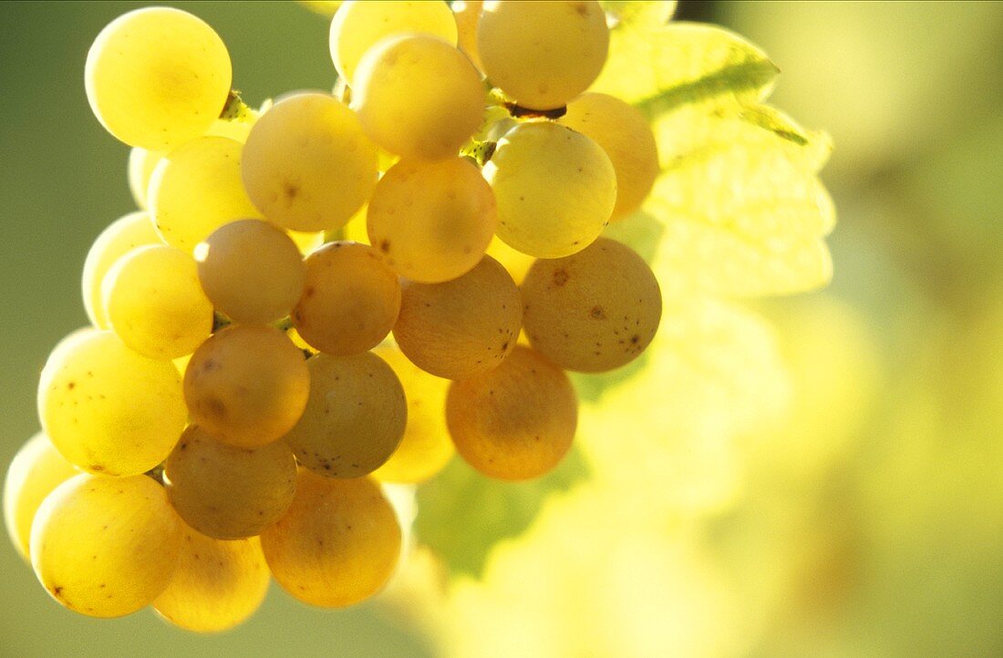 Lesereife Gewürztraminer-Trauben im Elsass