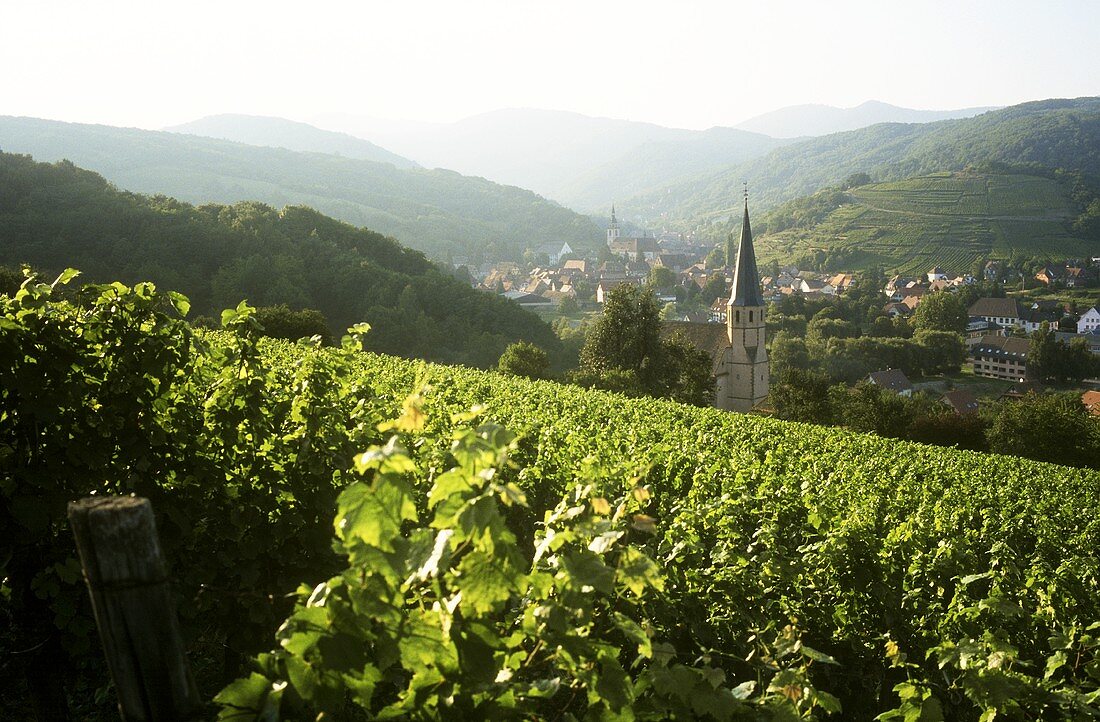 Vineyard near the wine town of Andlau in Alsace, France