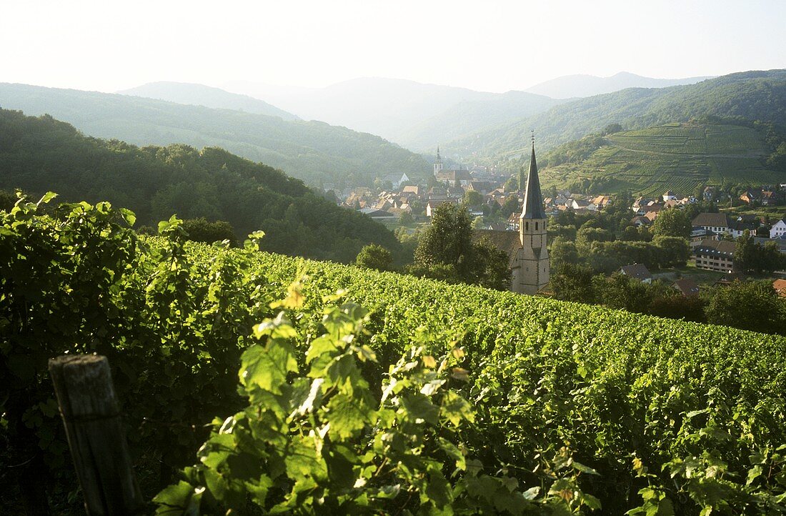 Weinberg bei der Weinstadt Andlau im Elsass, Frankreich