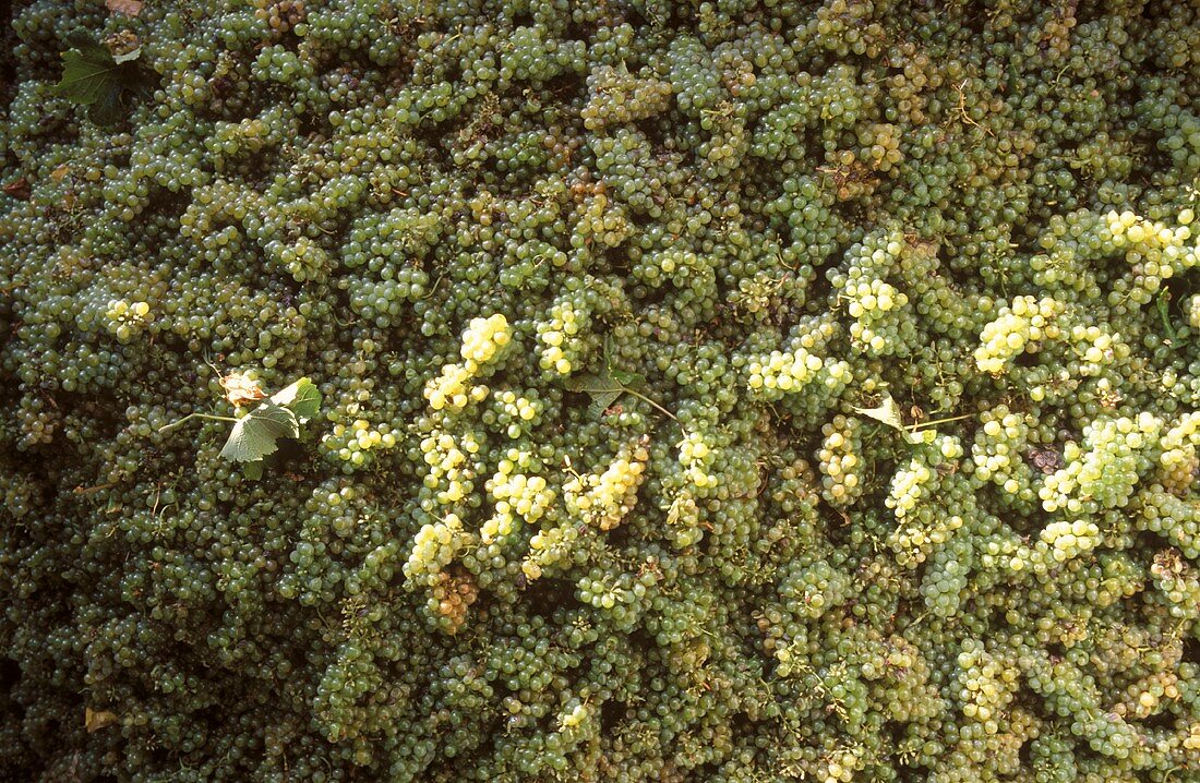 Freshly picked Sauvignon Blanc grapes, Klein Constantia