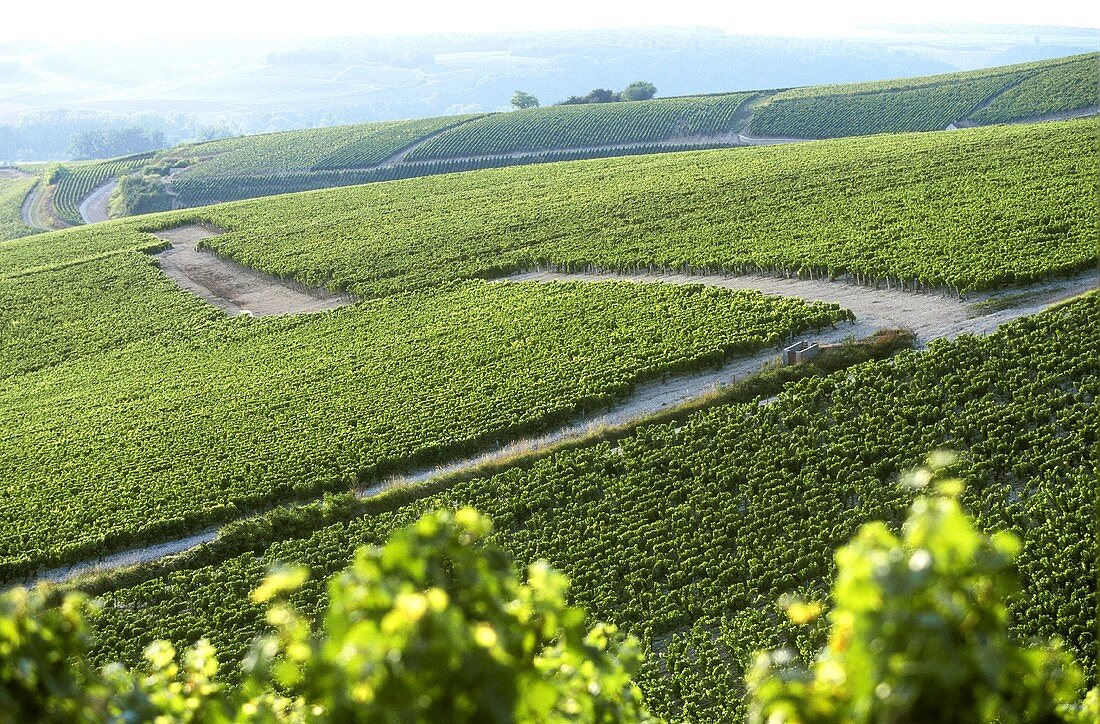 Weitläufige Weinberge bei Chablis, Burgund, Frankreich