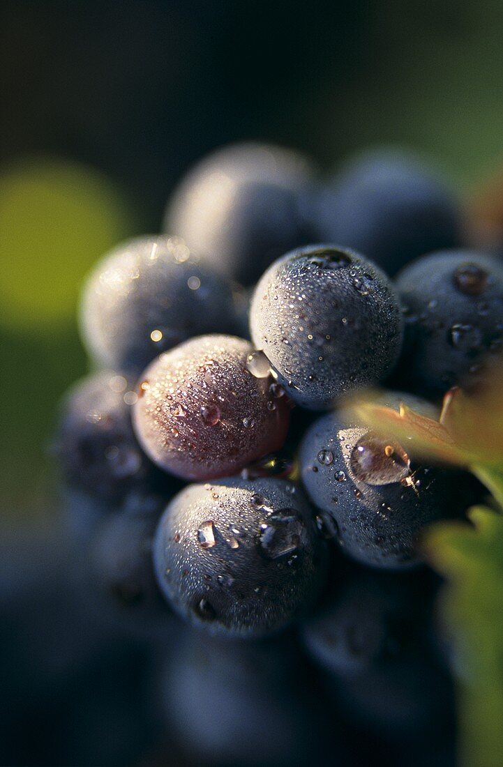 Eine Pinot Noir-Traube im Morgentau, Elsass, Frankreich