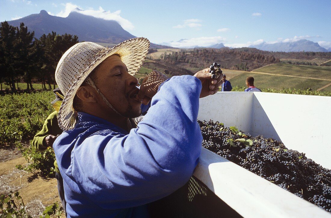 Lesehelfer prüft Geschmack der Trauben, Kanonkop, Südafrika