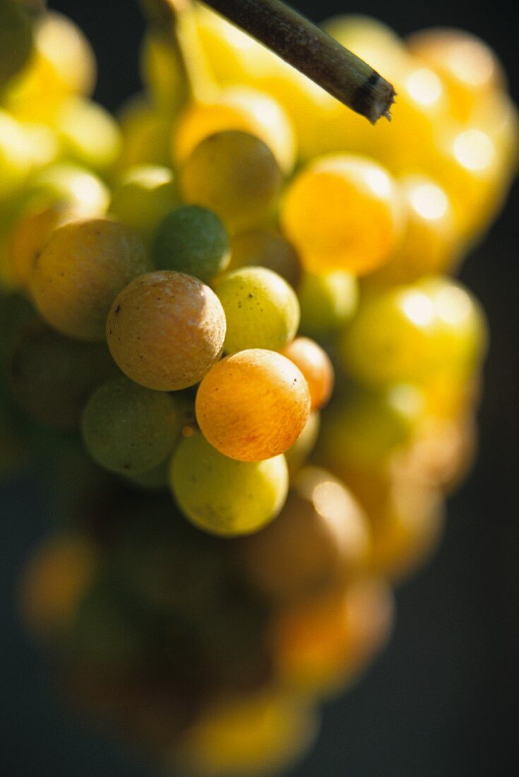 Gewürztraminer-Traube im Elsass, Frankreich