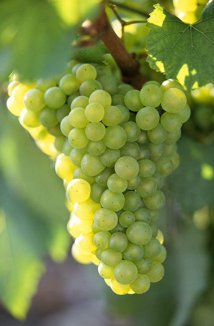 Chardonnay grapes on the vine, Burgundy, France