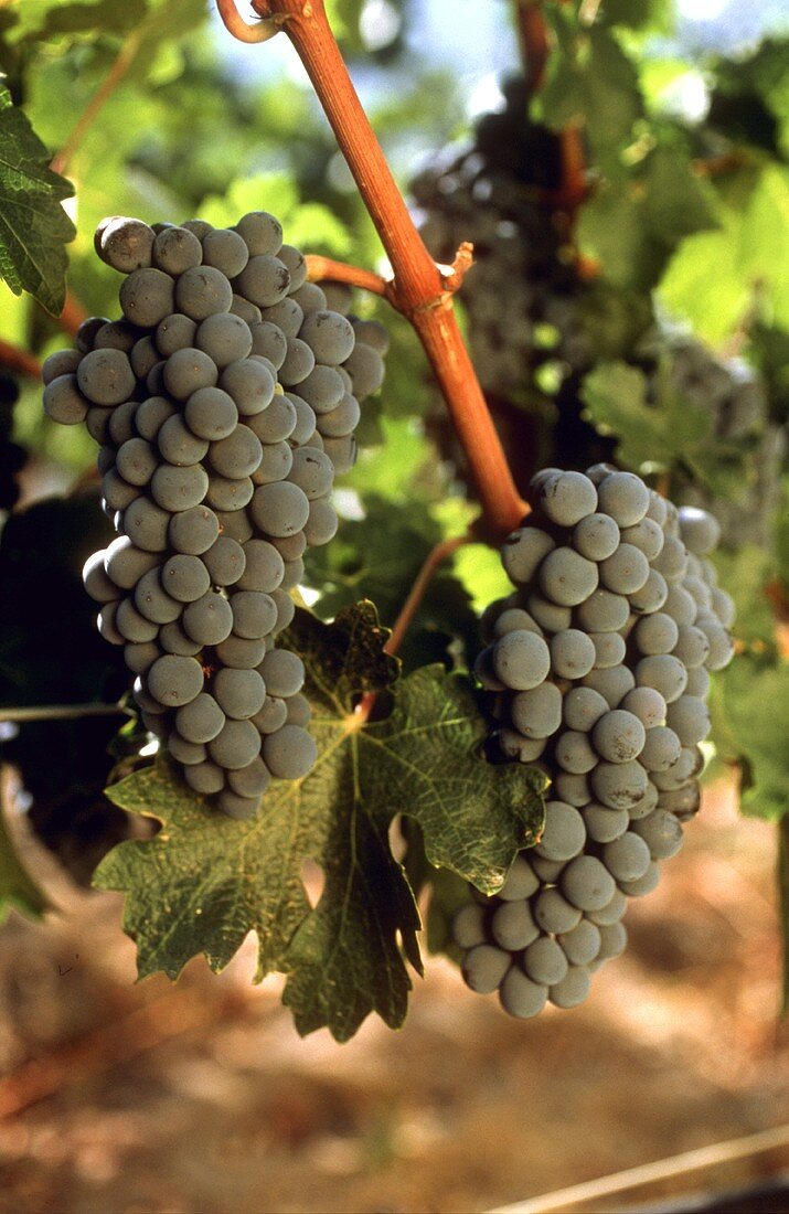 Typical of Chile: Carmenere red wine grapes