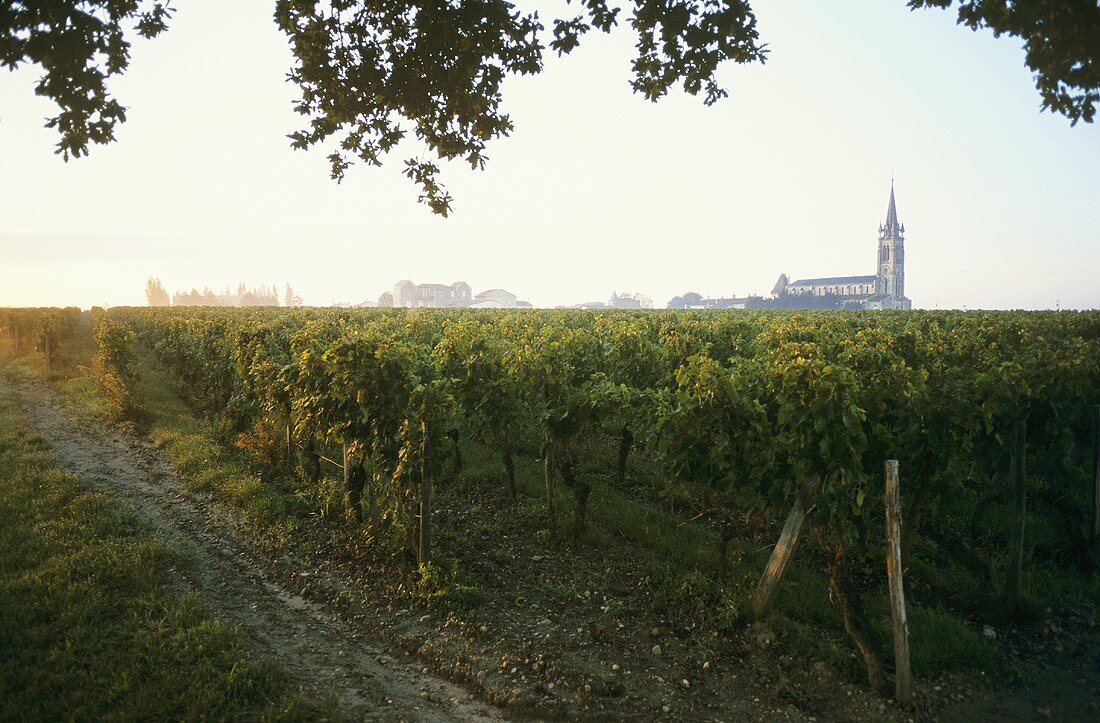 Vineyard at dawn in Pomerol, France