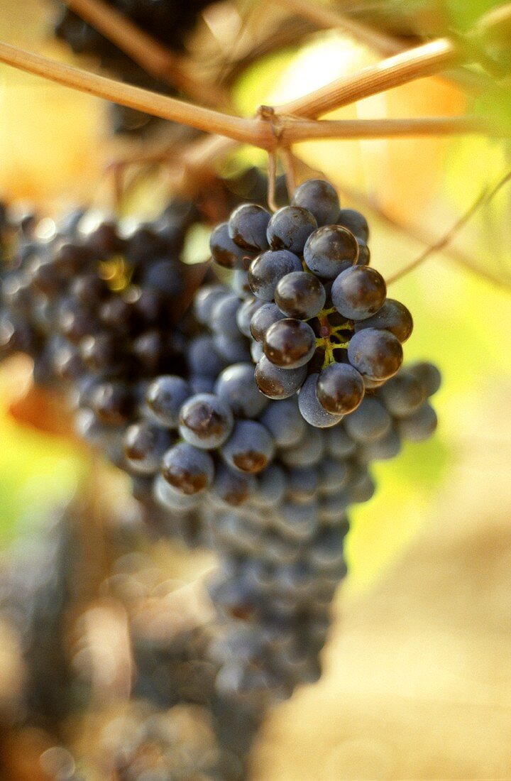 Red wine grapes for Chianti in Tuscany, Italy