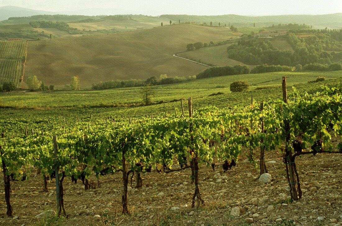 Sommerlicher Weinberg in der Toskana, Italien