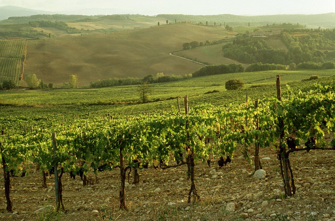 Summer vineyard in Tuscany, Italy