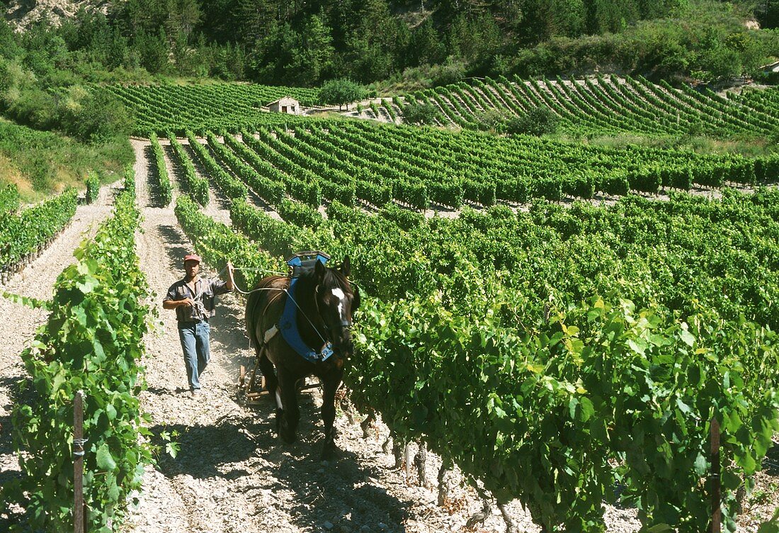 Ökologischer Weinanbau in Chatillon en Diois, Nördliche Rhone