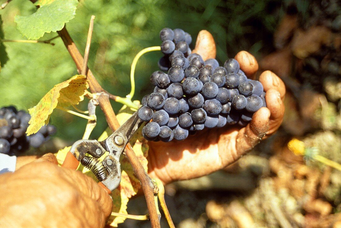 Abschneiden einer Burgunder-Traube, Weinlese in Hagnau