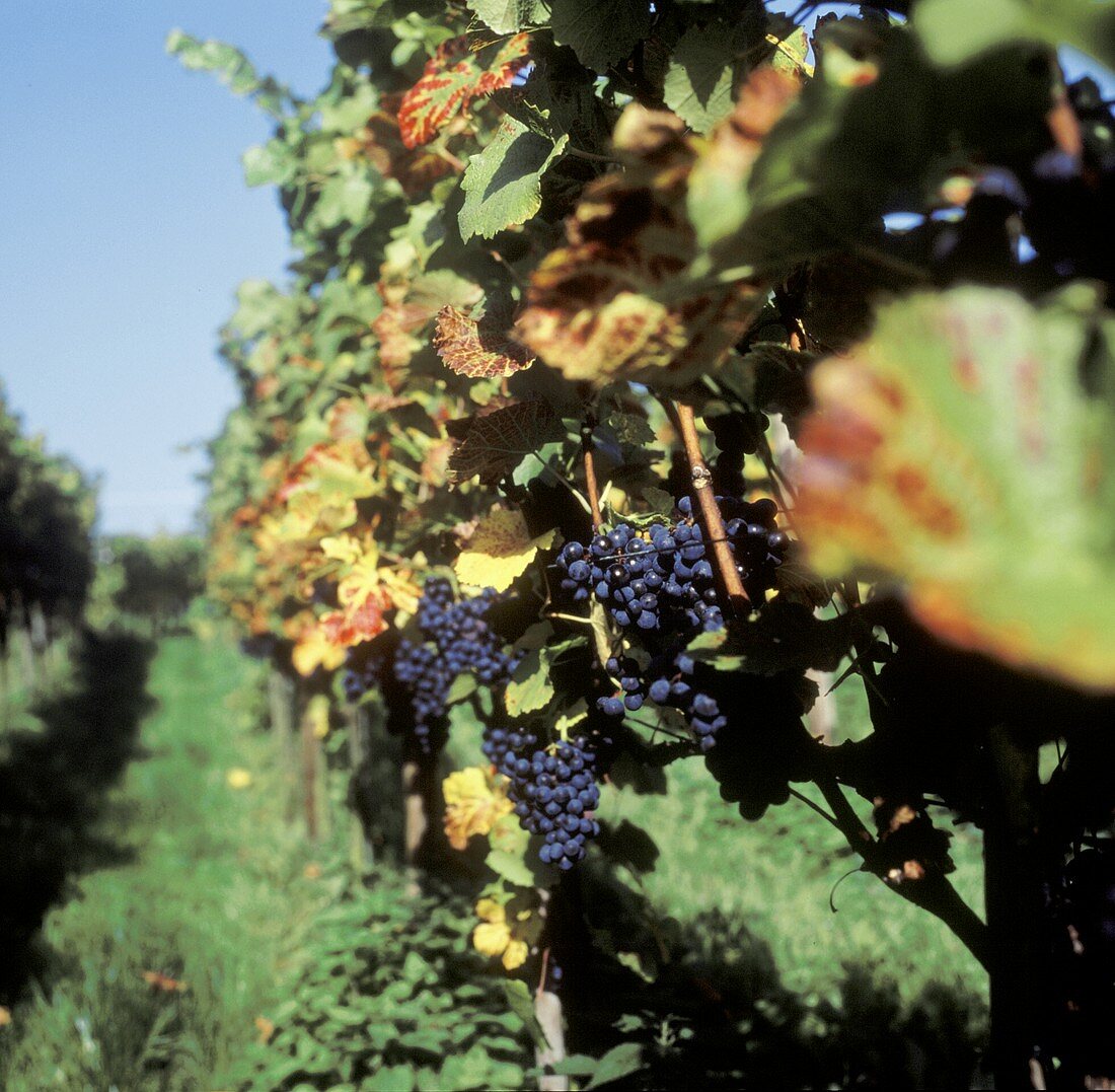 Vine rows with Burgundy grapes, Hagnau, Lake Constance, Germany