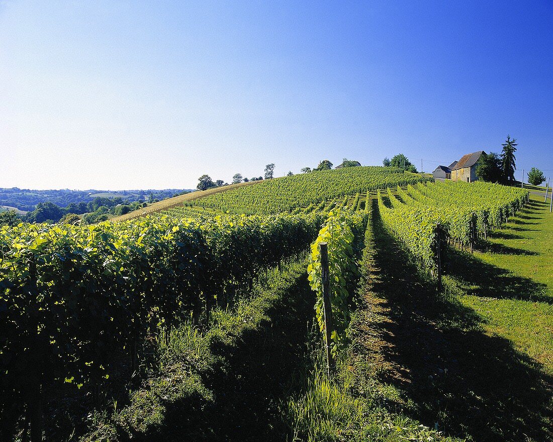 Weinberg von Clos Uroulat bei Monein, Pyrenäen, Frankreich