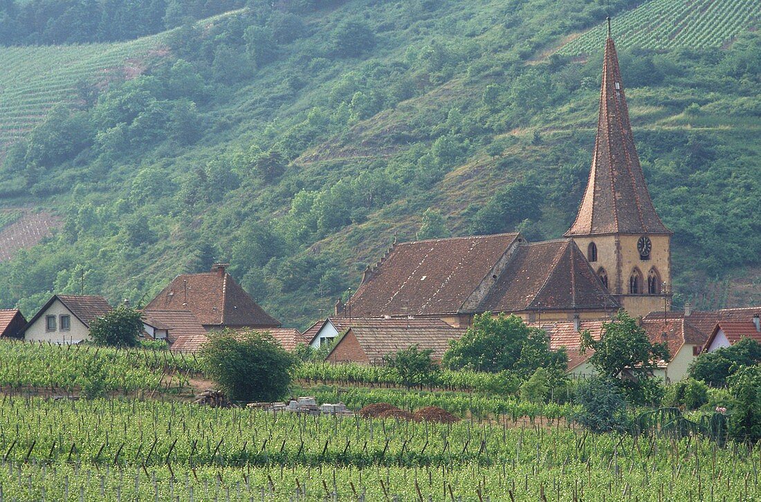 Vineyard outside village of Niedermorschwihr, Alsace, France