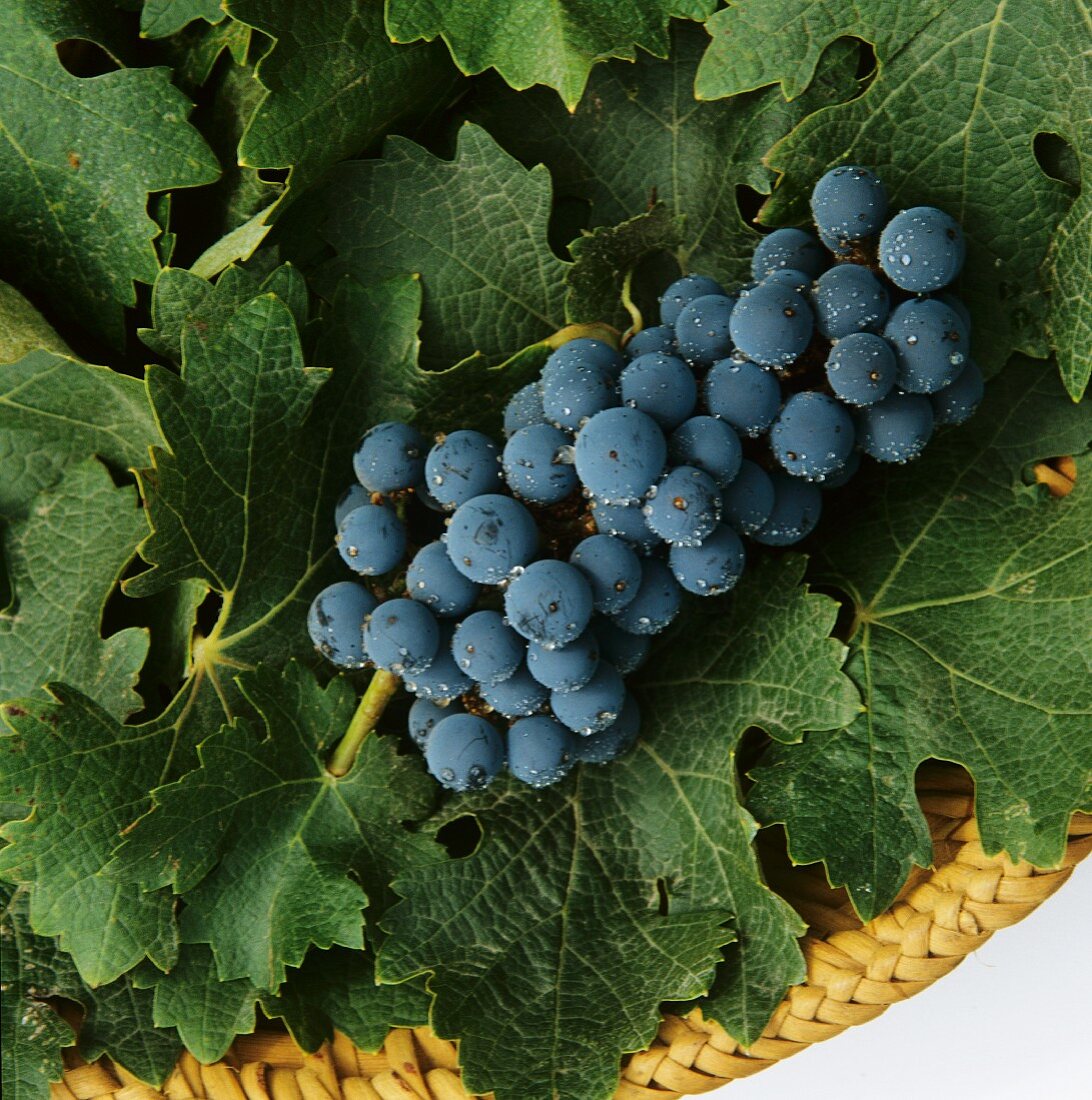 Cabernet-Sauvignon Weintrauben auf Weinblättern in einem Korb