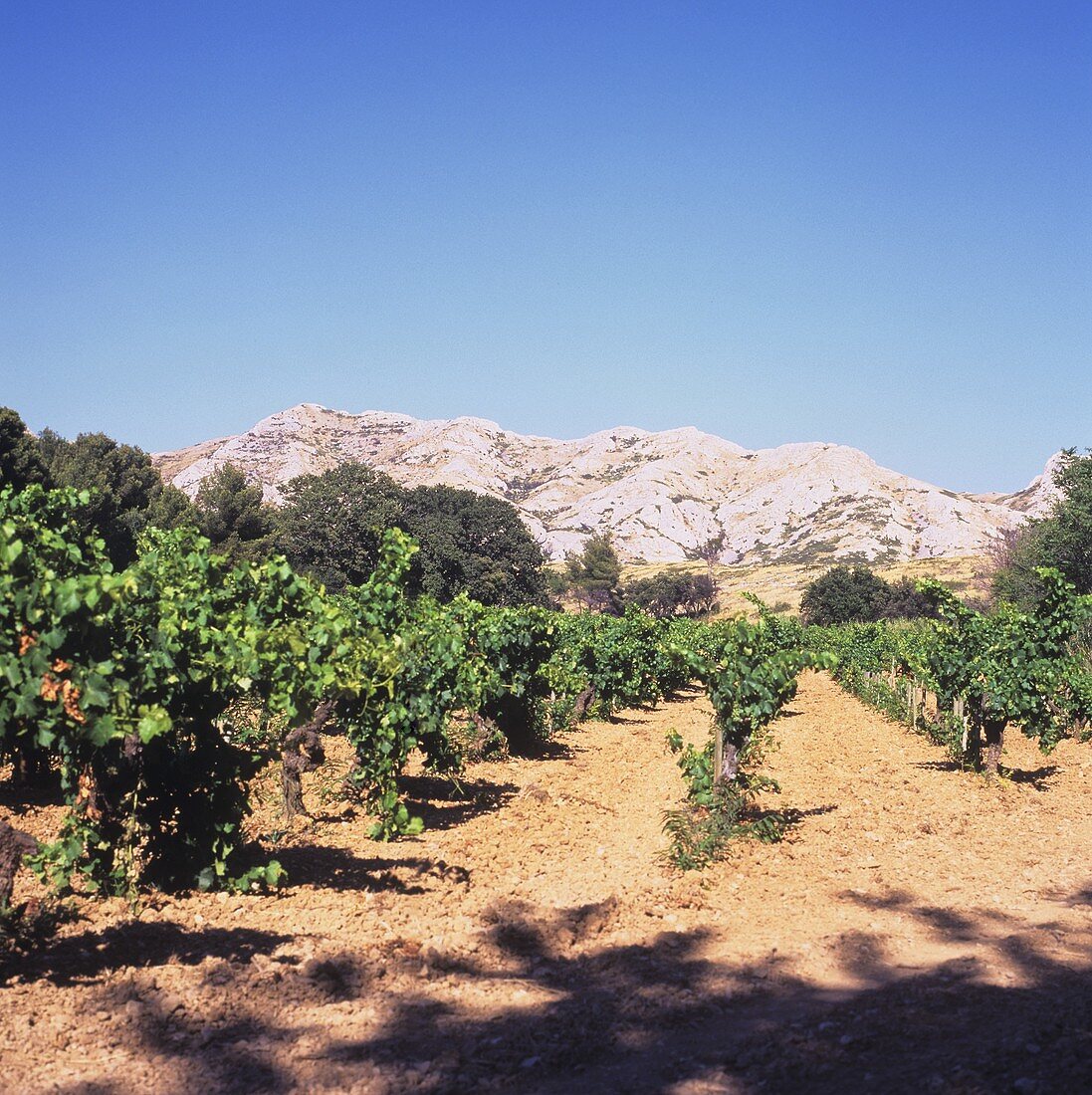 Vineyard in Les Baux-de-Provence district, Rhone, France