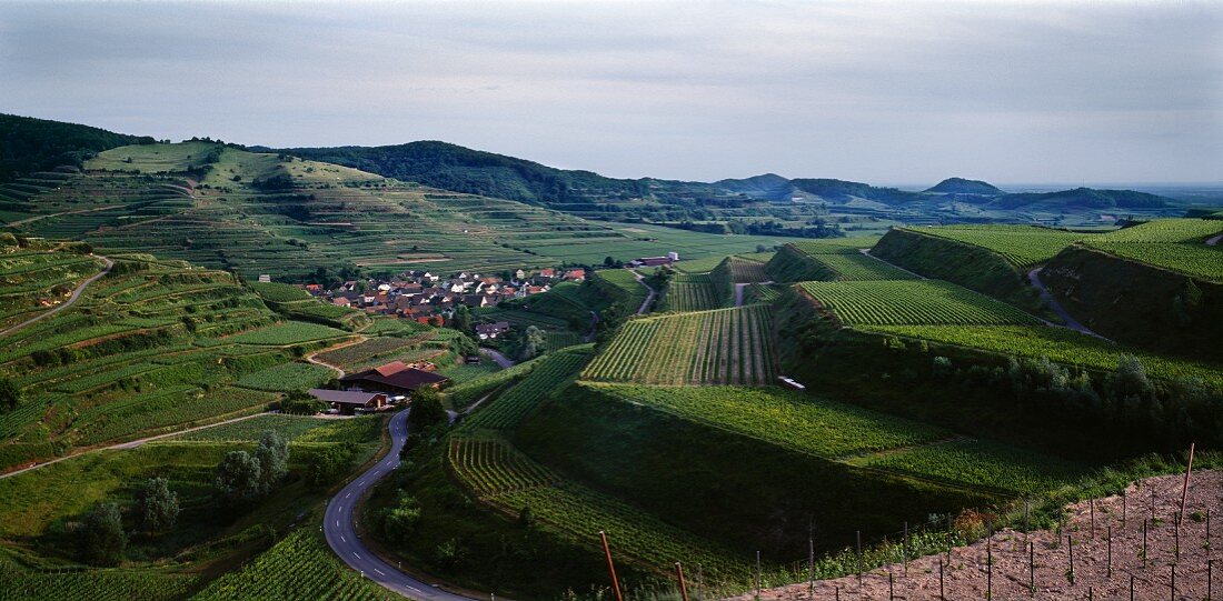 Die Bassgeige, der Terassen-Weinberg bei Oberbergen, Baden