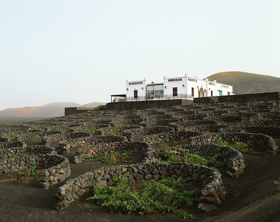 Reminiscent of a lunar landscape, wine growing in Lanzarote