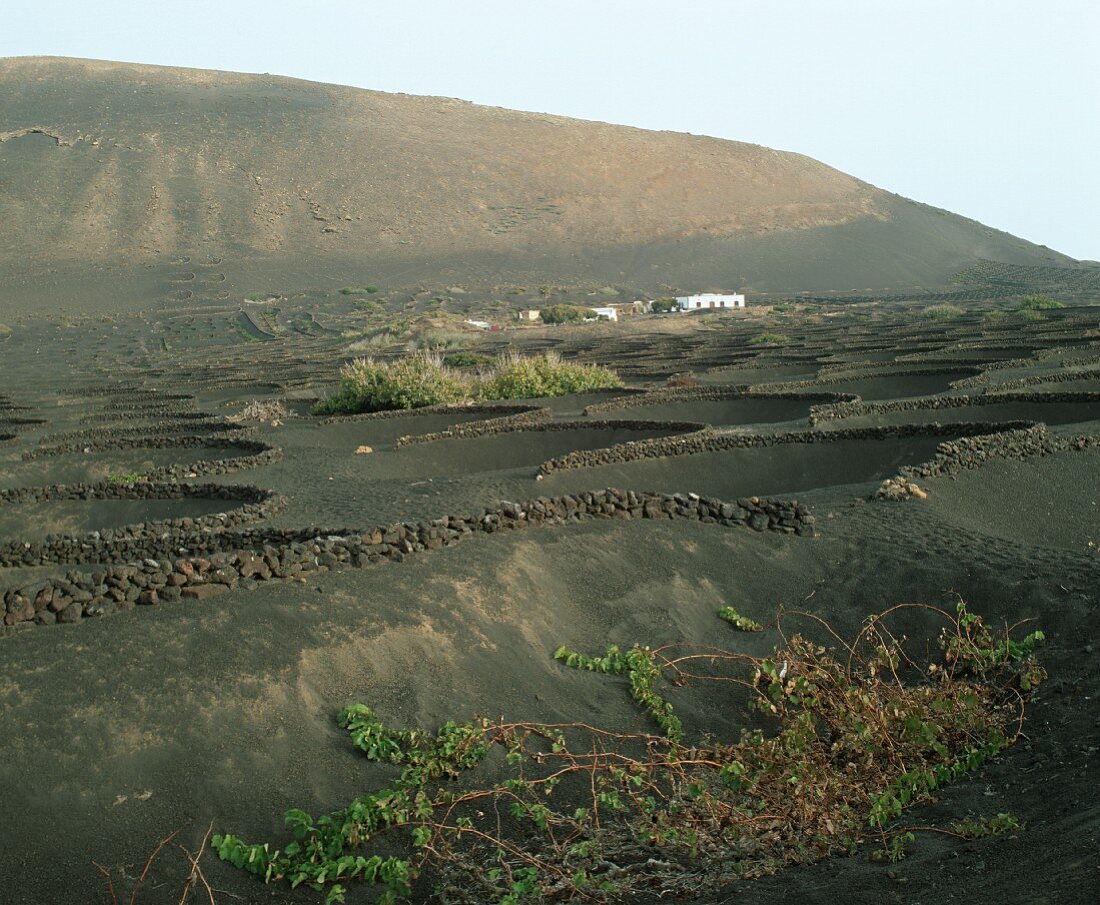 Steinmauern schützen die Weinstöcke vor Wind, Lanzarote