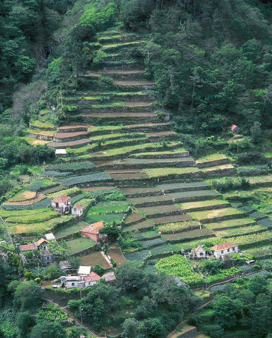 Stufenförmig angelegte Landwirtschaft auf Madeira, Portugal