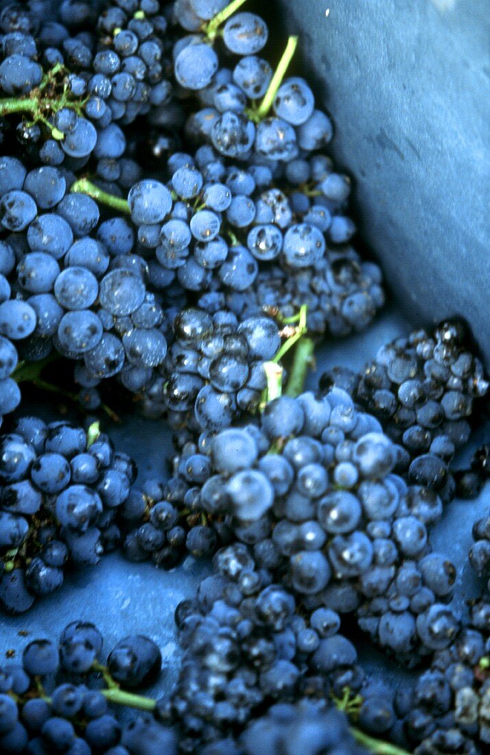 Frisch gelesene Pinot Noir-Weintrauben, Burgund, Frankreich