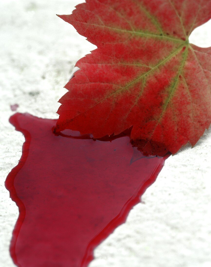 Herbstliches Weinblatt liegt in Rotweinpfütze, Pinotage
