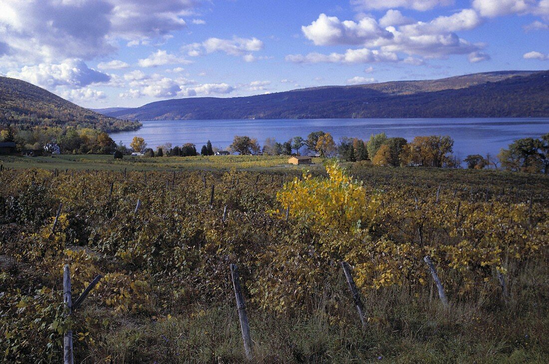 Vine Valley Weinberge über dem Canandaigua See, New York, USA