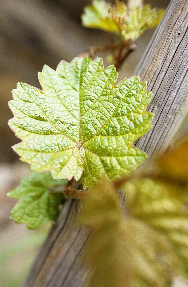 Young Riesling vine leaves in vineyard, Winningen, Mosel