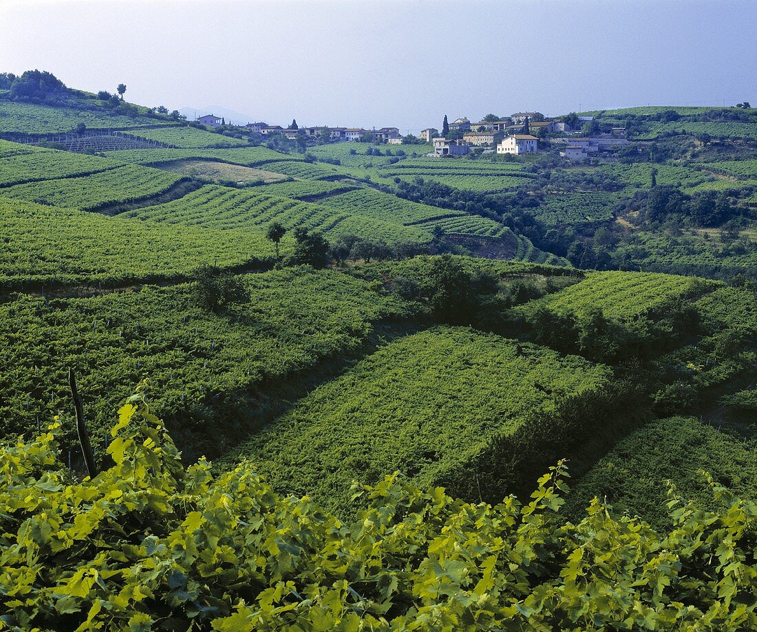 Blick über die Weinberge von La Fitta, Veneto, Italien