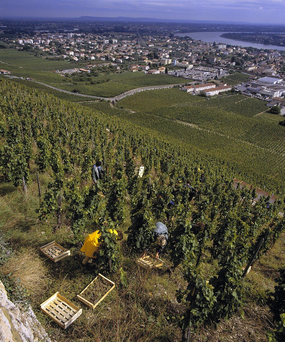 Weinlese von Marsanne-Trauben, Michel Chapoutier, Hermitage