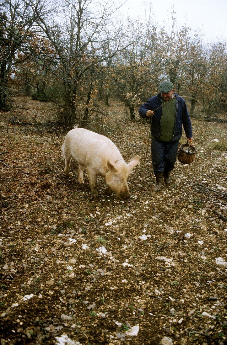 Man with truffle pig in forest (Le Quercy, Provence 1)