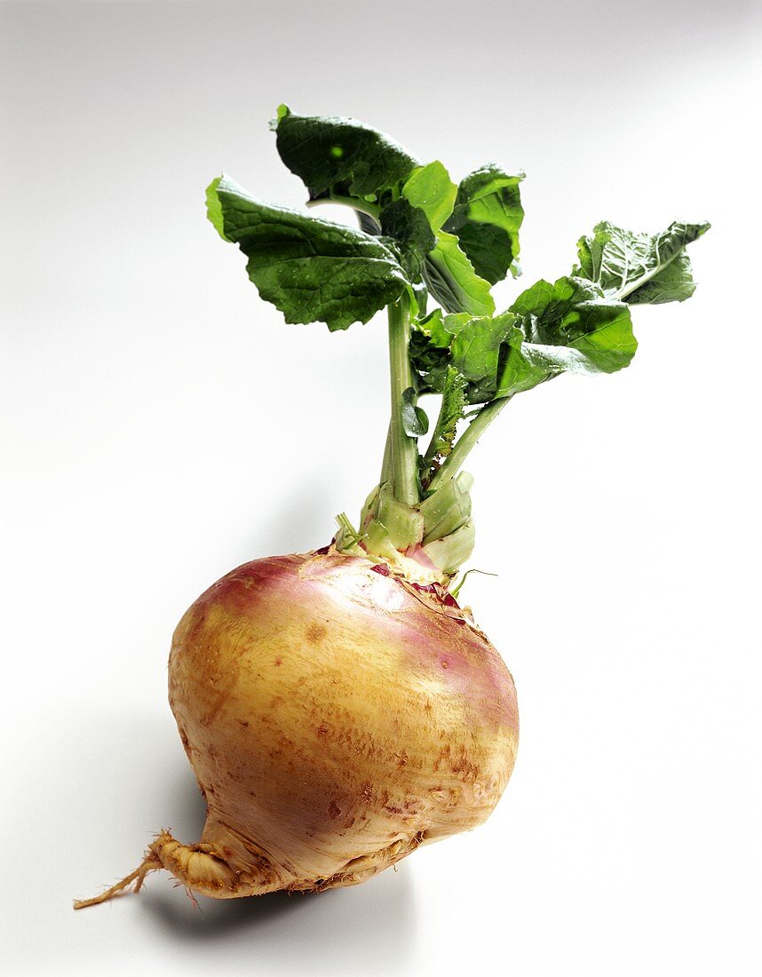 One Rutabaga