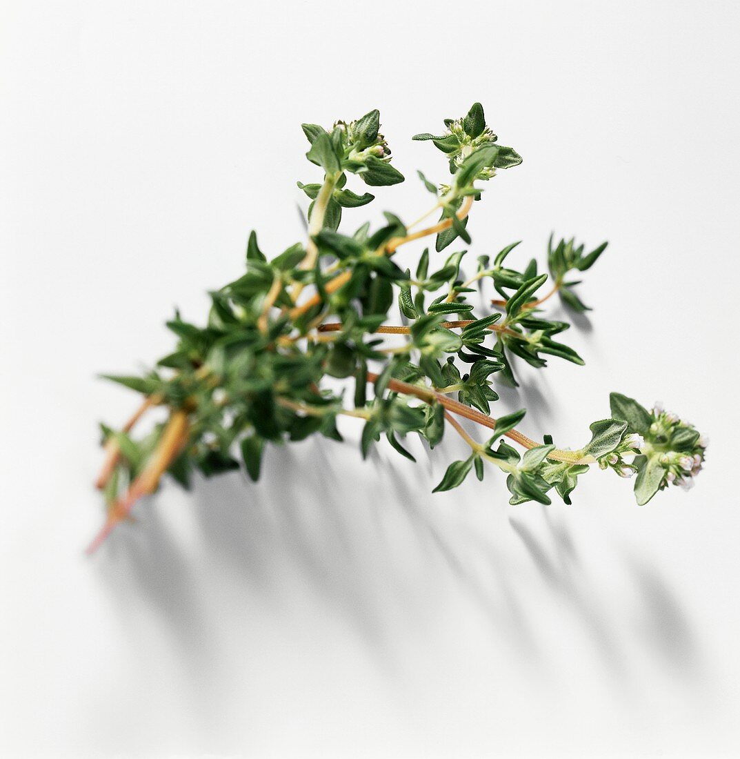 Thyme